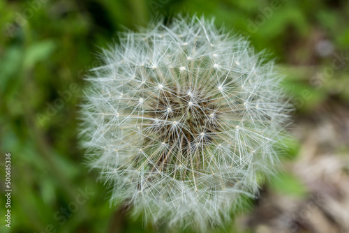 dandelion in the grass