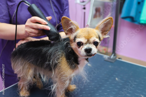 Groomer job. Haircut and shaving of a Chihuahua dog in the molting season. A specialist at work in a grooming salon. Taking care of pets.