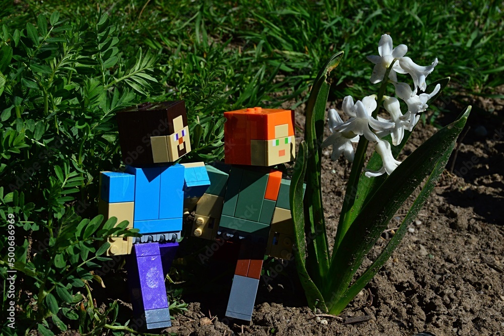 Naklejka premium LEGO Minecraft figures of Steve and Alex walking past white blossoming Common Hyacinth flowers, latin name Hyacinthus Orientalis, in spring garden. Green lawn in background.