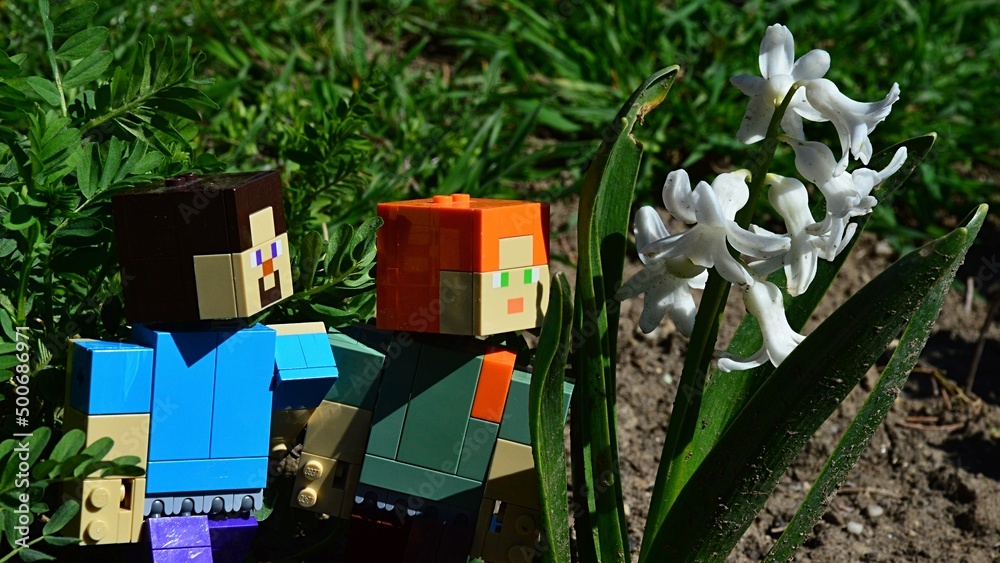 Fototapeta premium LEGO Minecraft large figures of Steve and Alex looking at blossoming white Hyacinth flowers (Hyacinthus Orientalis) in spring garden, daylight sunshine. Garden lawn in background. 