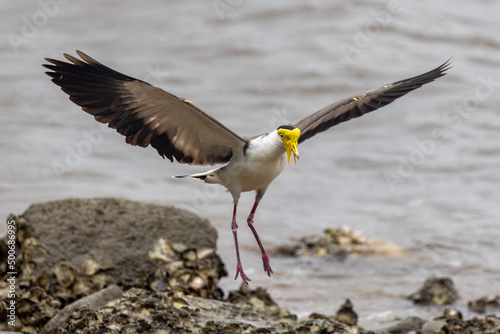 Masked Lapwing in Queensland Australia