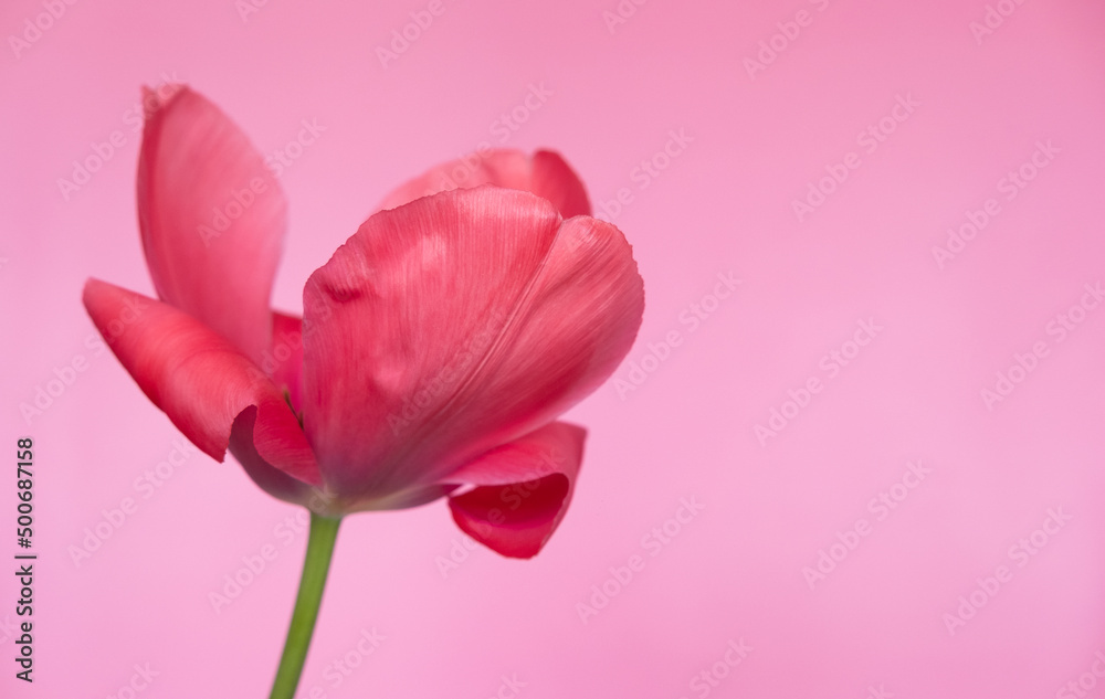 Big bright red flower tulip close up. Selective focus. Spring or summer concept. Spring background. Greeting festive card woman health