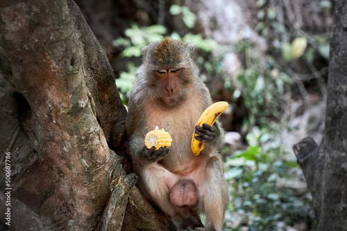 Photography Male monkey sits on a tree and chooses what to eat corn or banana