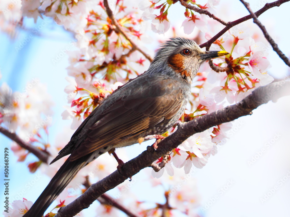 満開のソメイヨシノとヒヨドリ