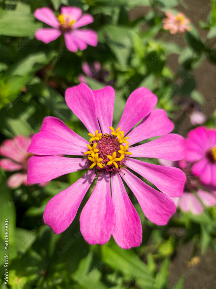 Obraz premium close up photos, macro photos of beautiful zinia flowers in the garden