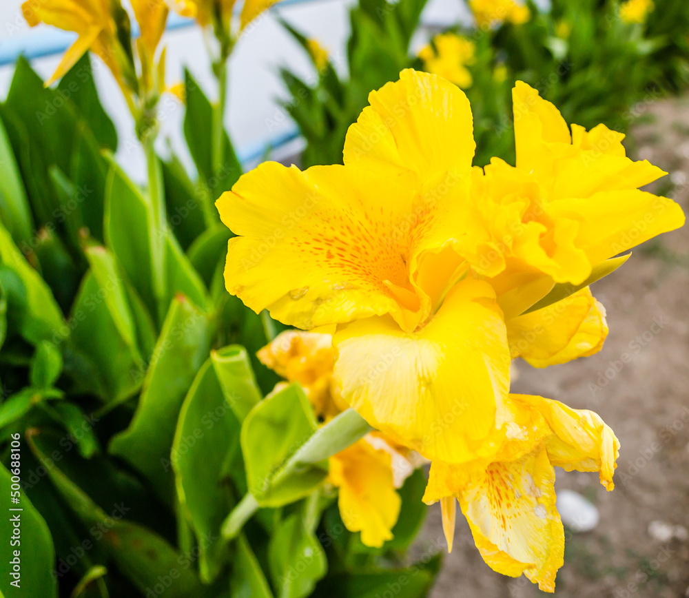 Leptokarya, Greece - June 09, 2018: Yellow flowers coastal plants irises. Leptokarya, Greece - June 09, 2018: Yellow flowers coastal plants irises.