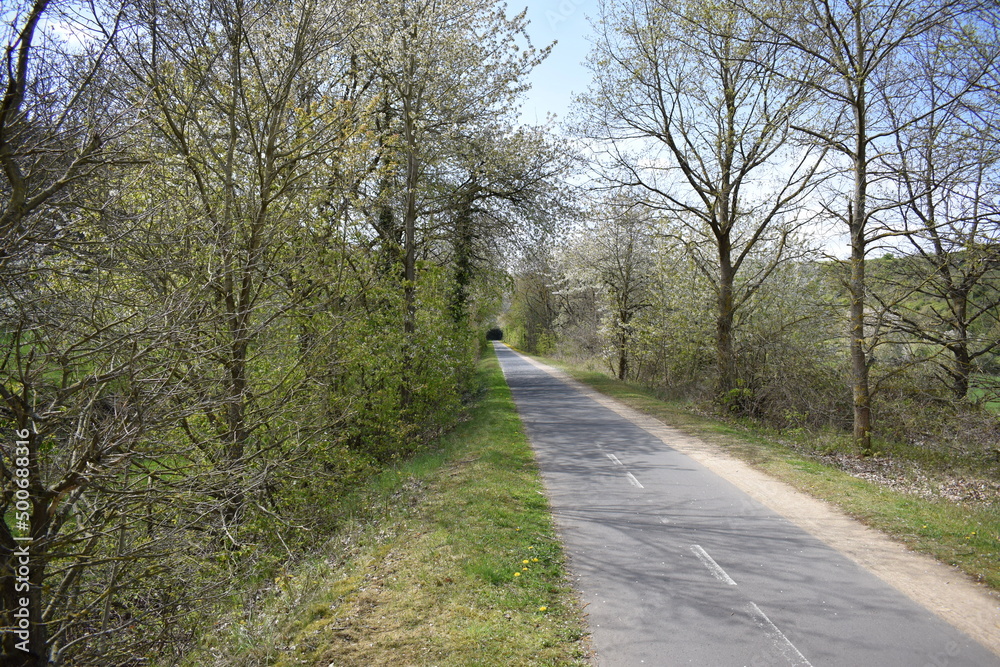 Fototapeta premium Radweg Mayen - Polch, Frühlingsbäume wie ein Tunnel
