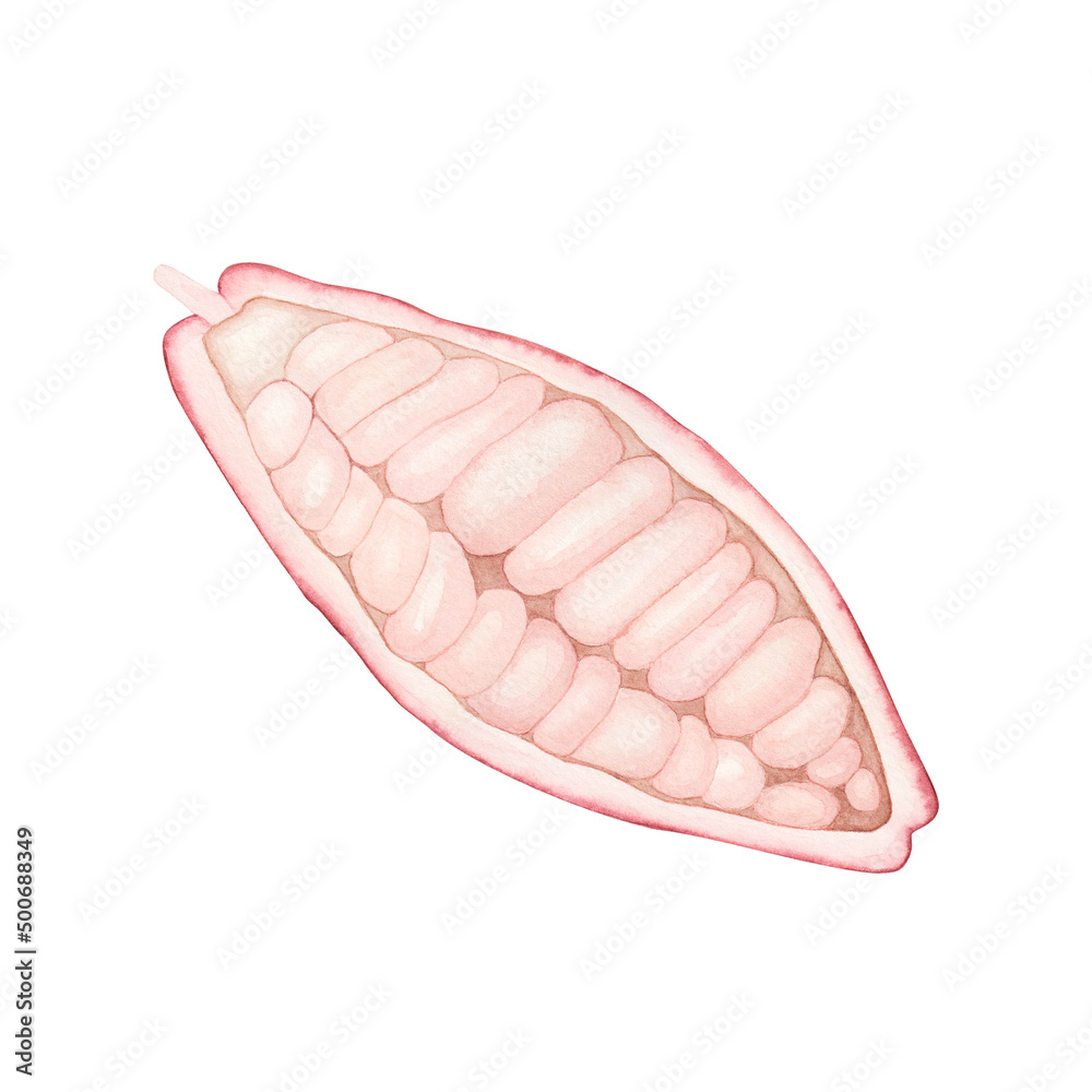 Ripe pink cocoa pod isolated on white background. Watercolor hand drawn illustration. Art for chocolate Ripe pink cocoa pod isolated on white background. Watercolor hand drawn illustration. Art for chocolate