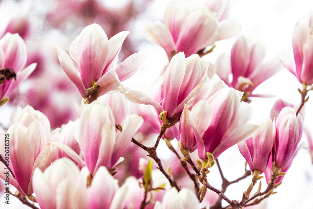 Spring floral background, beautiful bloomed light, pink magnolia flowers in soft light, selective focus, nature concept