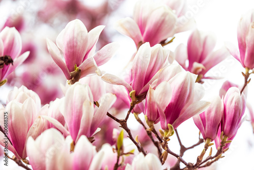 Spring floral background, beautiful bloomed light, pink magnolia flowers in soft light, selective focus, nature concept © Khaligo