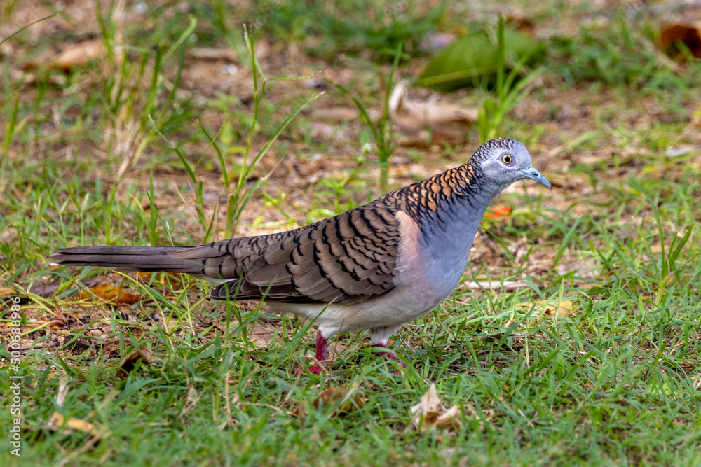 Bar-shouldered Dove in Queensland Australia Bar-shouldered Dove in Queensland Australia