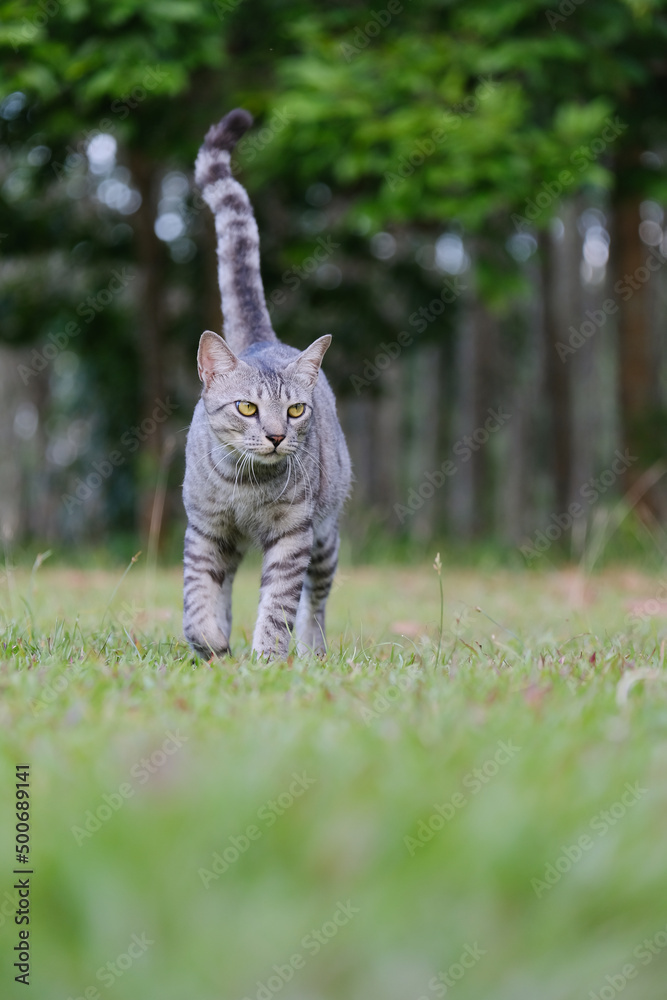 Obraz premium Egyptian Mau Havana Brown grumpy frowning cat on green lawn beautiful background