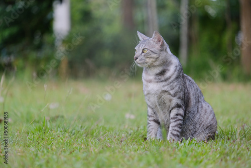 Egyptian Mau Havana Brown grumpy frowning cat on green lawn beautiful background