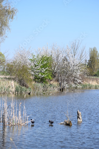 Sumpfsee mit Blässhühnern und Enten photo