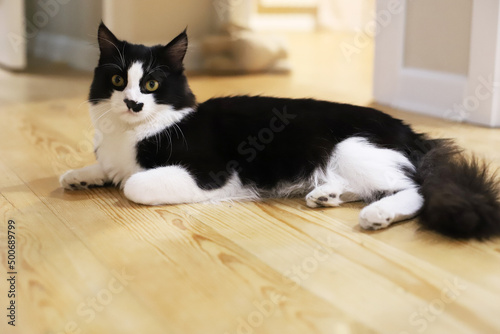 a black and white cat lying on a wooden floor.