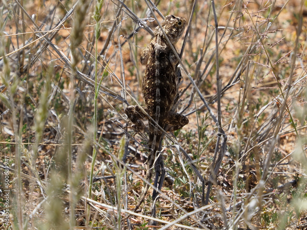 Campbell's Girdled Lizard Namazonurus campbelli Campbell's Girdled Lizard Namazonurus campbelli