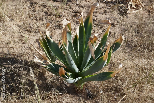 Welwitschia plant in the Namib desert