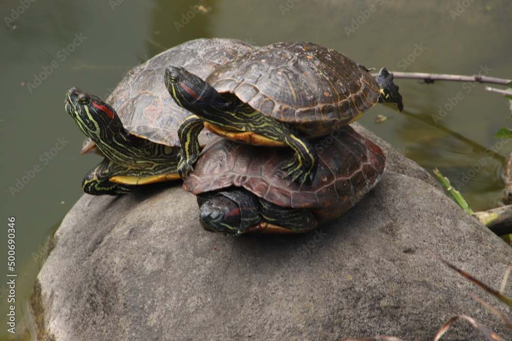 Fototapeta premium 亀