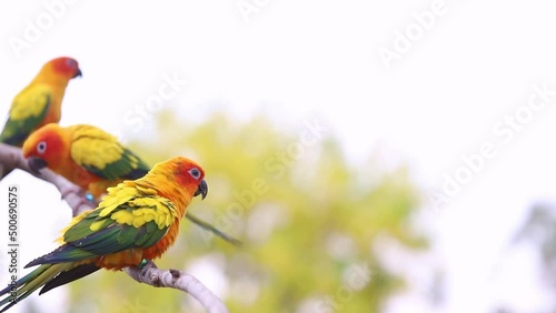 Charming of parrots group looking for food other and waiting feed on the branch, Sun Conure Parrots. Lovely Pets concept, Flying outside branch 