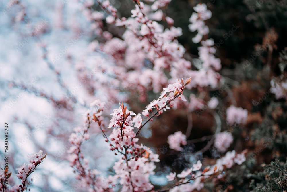 flowering tree branch with pink flowers in spring on a background of blue sky. peaceful sky for everyone flowering tree branch with pink flowers in spring on a background of blue sky. peaceful sky for everyone