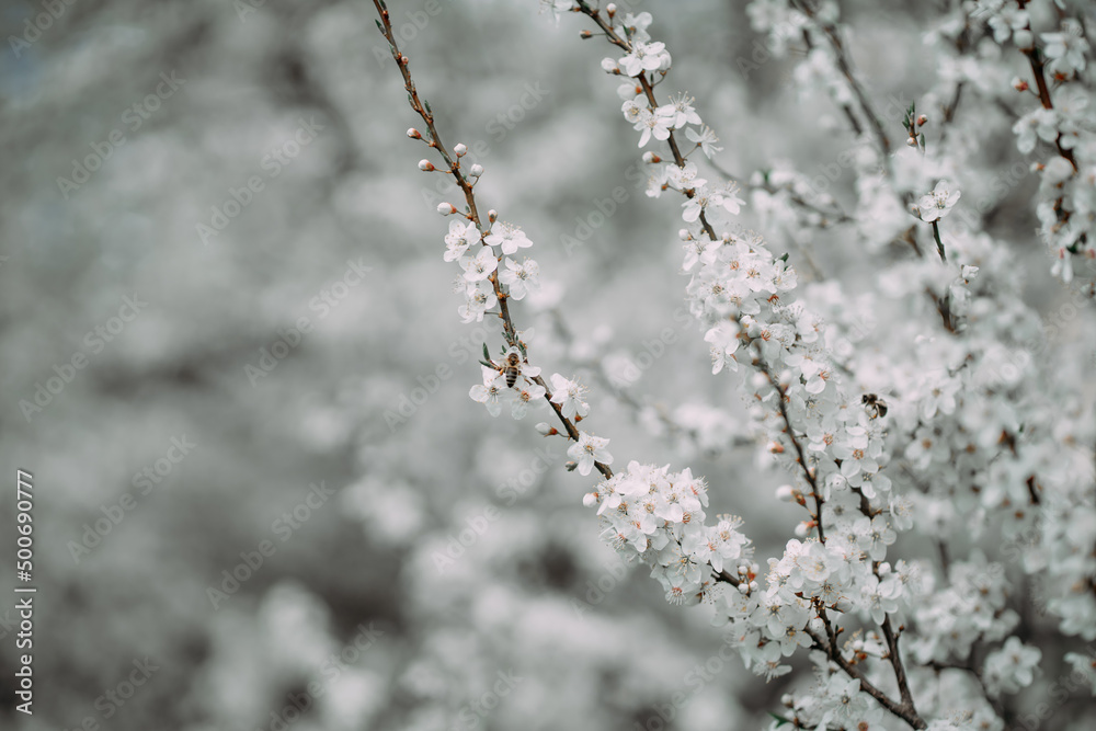 flowering apricot branch in spring flowering apricot branch in spring