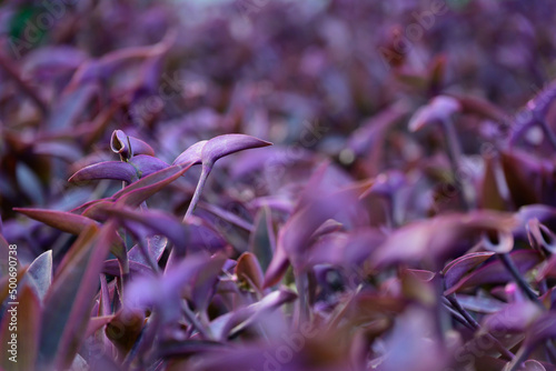 close-up purple heart plant background texture