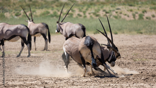 Oryx fighting in the wild