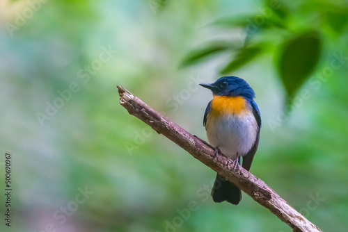 Rufous-chested Flycatcher. resting on tree in the forest. © Doloh
