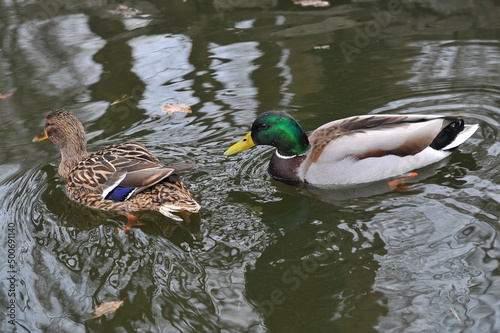 2 swimming ducks mallard on the park lake. Wild waterfowl birds outdoors photo.