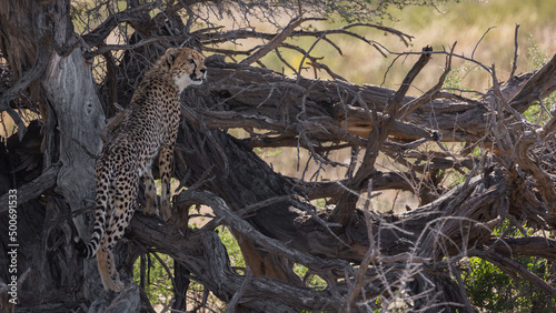 Cheetah sub-adult cubs in KTP