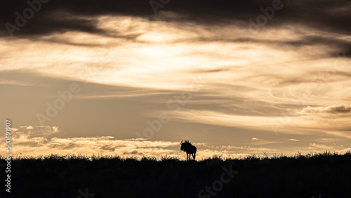 a silhouette of a blue wildebeest © Jurgens