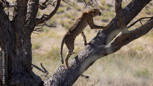 cheetah climbed into a big tree
