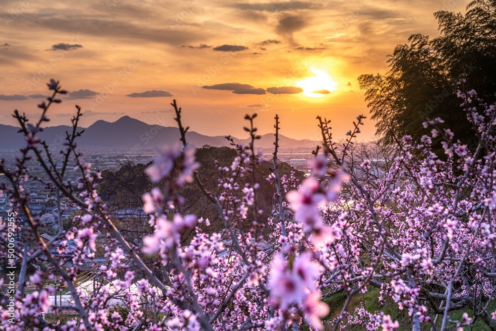 Fototapeta premium Evening view of the peach blossom field Overlooking the ancient village of Japan