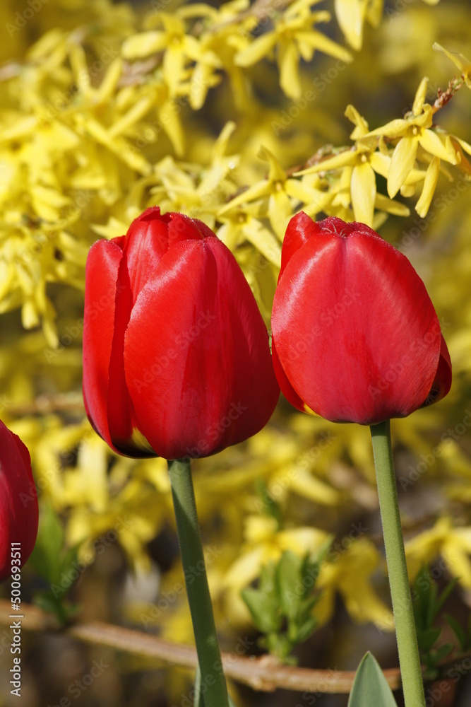 Fototapeta premium red tulips on the bright background