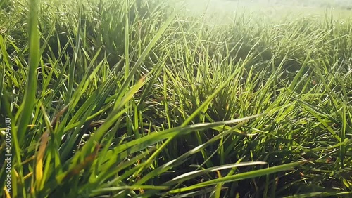 green field of the grass