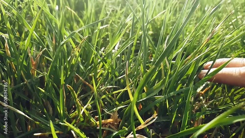 Human man's hand moving through green field of the grass