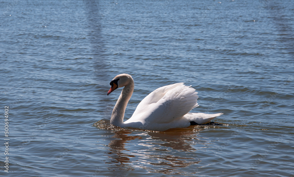 Beautiful white swan floating near the lake. The family of birds. Beautiful white swan floating near the lake. The family of birds.