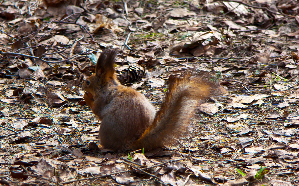 brown squirrel close-up on the ground brown squirrel close-up on the ground