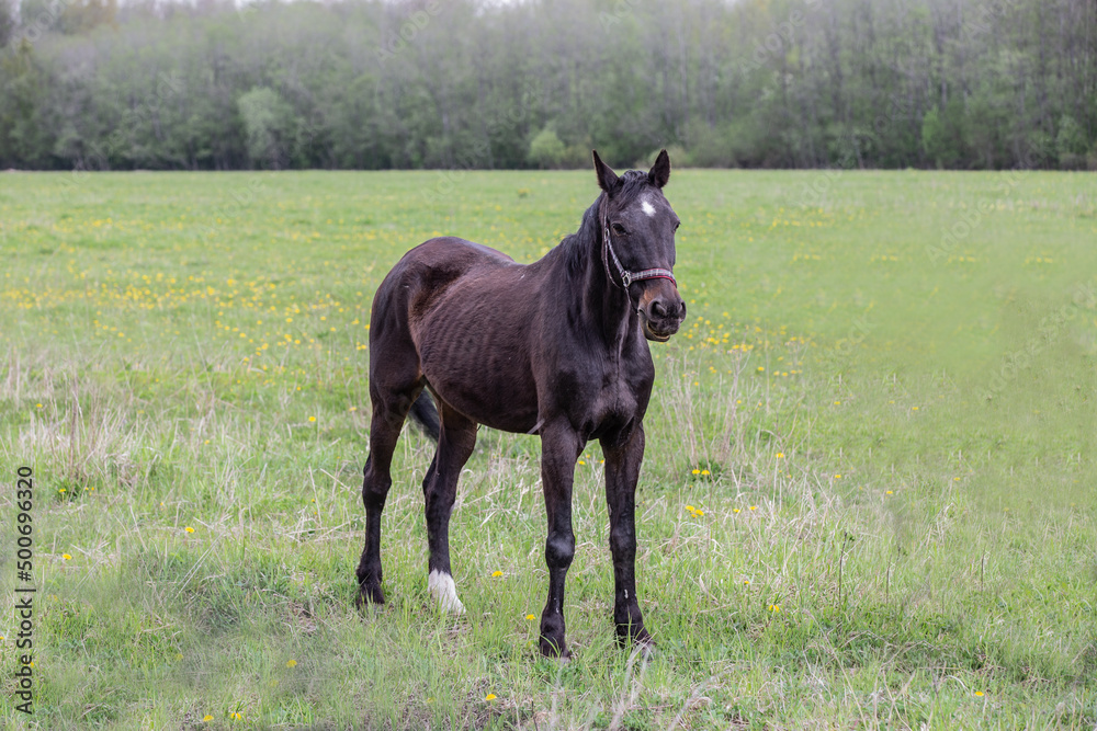 A horse with its head up in the field on a farm in the Leningrad region A horse with its head up in the field on a farm in the Leningrad region