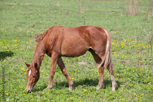 A horse with its head down eats grass in a field on a farm in the Leningrad region
