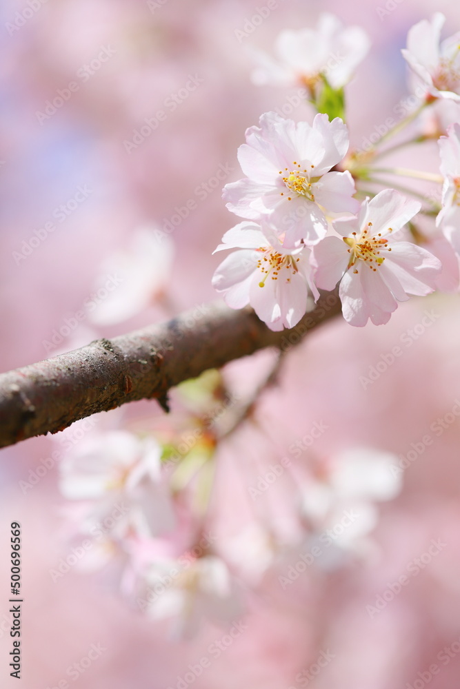 淡いピンクの思川桜 クローズアップ 淡いピンクの思川桜 クローズアップ