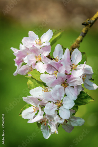 Little apple tree flowers