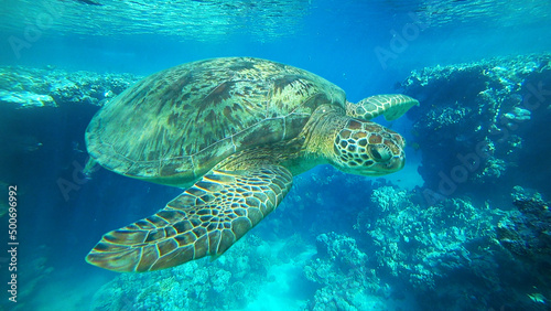sea turtle swims underwater in the sea © Happy monkey