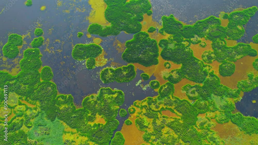 Aerial view from a drone over green and yellow plants in a large wetland. an abundance of tropical plants in Thale Noi, Phatthalung, Thailand. 4k drone footage
Aerial view from a drone over green and yellow plants in a large wetland. an abundance of tropical plants in Thale Noi, Phatthalung, Thailand. 4k drone footage
