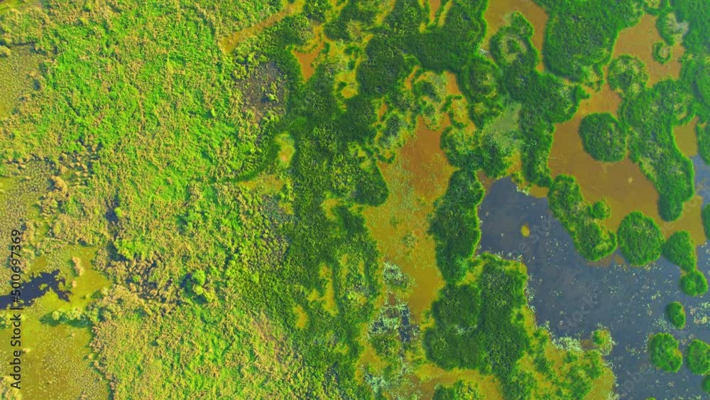 Aerial view from a drone over green and yellow plants in a large wetland. an abundance of tropical plants in Thale Noi, Phatthalung, Thailand. 4k drone footage
Aerial view from a drone over green and yellow plants in a large wetland. an abundance of tropical plants in Thale Noi, Phatthalung, Thailand. 4k drone footage