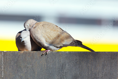 Pigeons love each other . Kissing birds photo