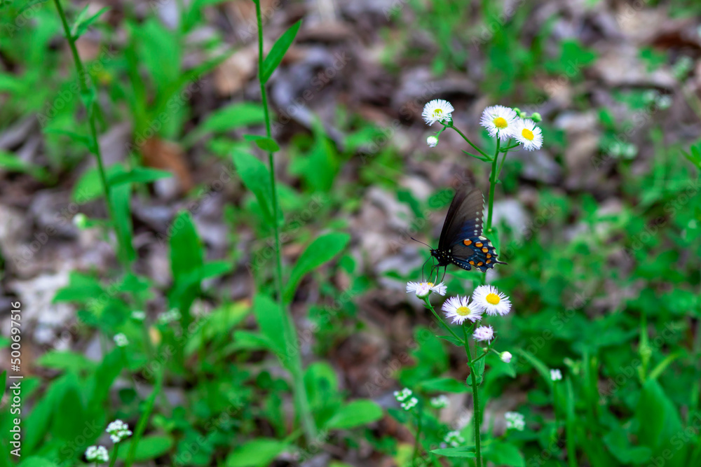 Butterfly landing on white flowers Butterfly landing on white flowers