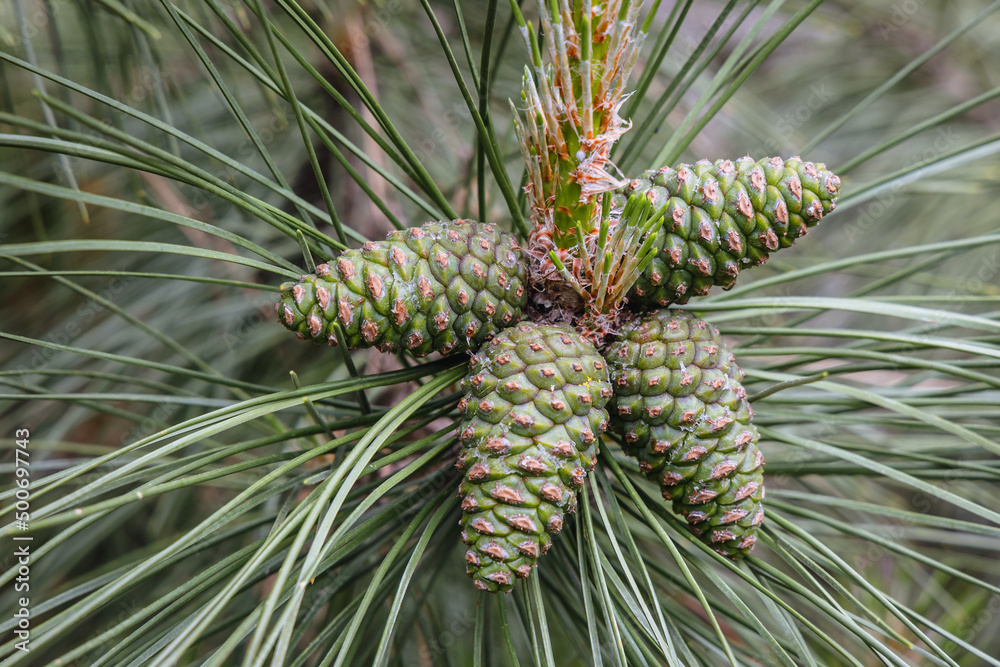 Close up on a cones of Austrian pine - black pine tree