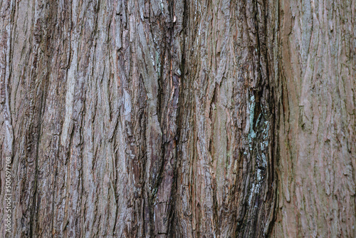 Details of Metasequoia glyptostroboides, commonly know as dawn redwood tree photo