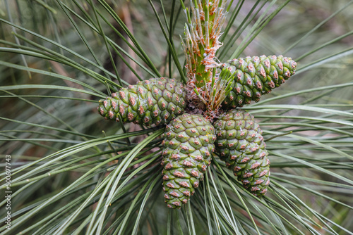 Obraz na płótnie Close up on a cones of Austrian pine - black pine tree w salonie